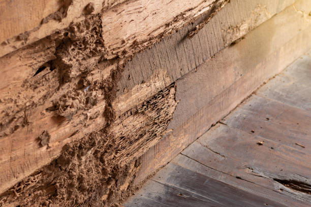 istock Old wooden walls that were bitten by termites. 1280700486