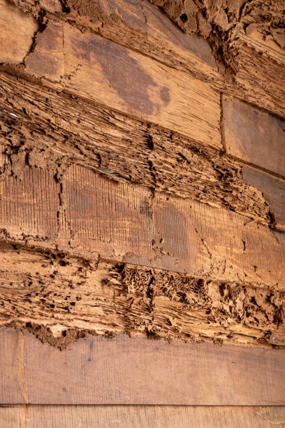 istock Old wooden walls have been decayed because of termites eating. 1280700528