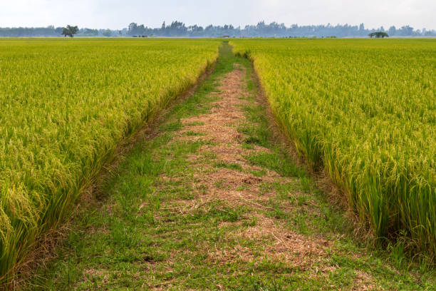 istock Scenery of rice fields and mound grooves. 1280700716