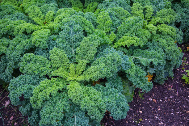 istock Kale in the field, orangic, grow 1280701654