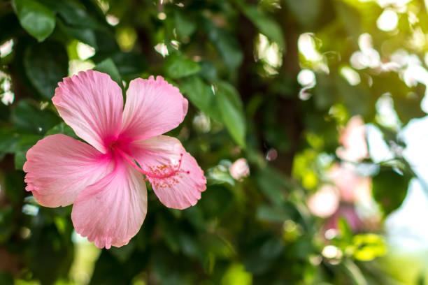 istock Low view, beautiful pink hibiscus flowers during the day. 1280701978