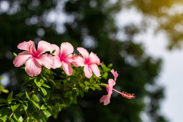 istock Low view, beautiful pink hibiscus flowers during the day. 1280701982