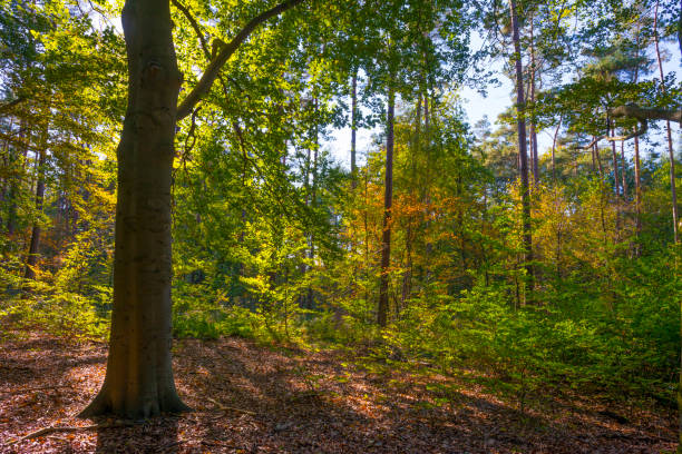 istock Trees in autumn colors in a forest in bright sunlight at fall 1280701983