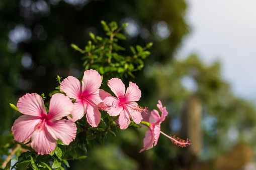 Close-up low angle, beautiful pink hibiscus flowers with blurred bokeh, green leaves as a backdrop during the day, commonly seen in Thai public gardens.