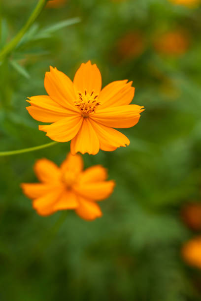 Close-up of a yellow blooming beautiful cosmos with blurred leaves in the background.