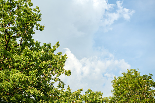 Branches of a tree with green leaves against the background of a blue sky
