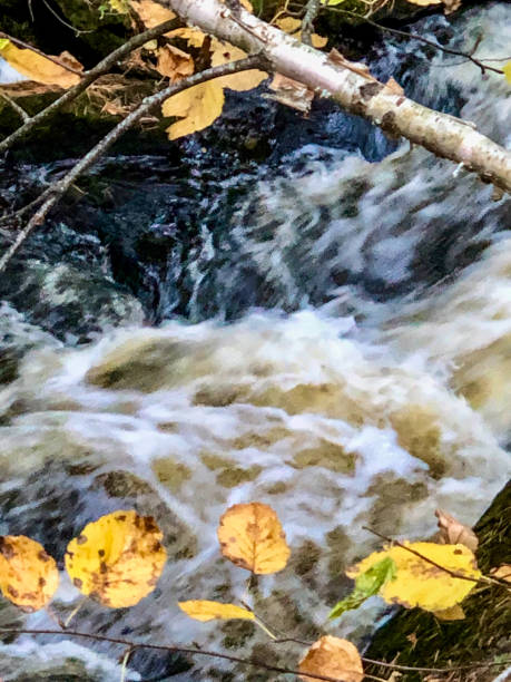 istock Yellow leaves by rushing water background 1280702327