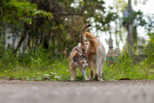 istock Both Thai cats stand on the street. 1280702976