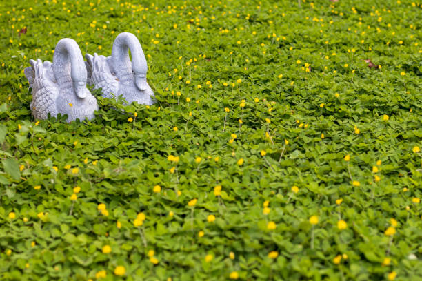 Close-up: Both duck statues are decorated in a flower garden, a water plant in the Thai countryside.