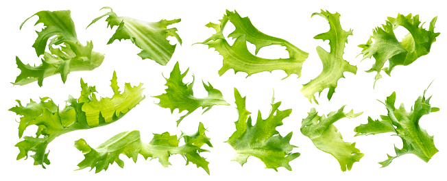 Mix of frisee lettuce leaves isolated on white background, fresh salad ingredients collection