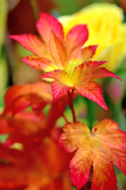 istock Autumn Leaf Color of Raspberry Plant 1280703754