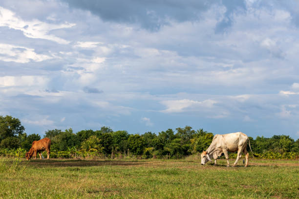 istock Brown and white cows grazing on grass. 1280706231
