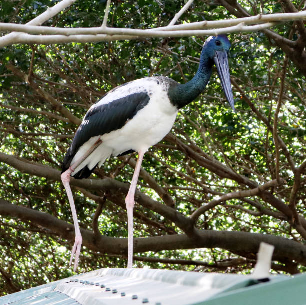 istock Black-necked stork male 1280707170