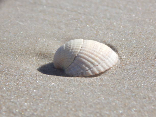 istock On the Danish North Sea coast 1280707294