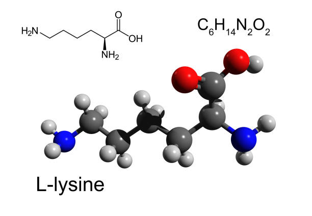 Chemical formula, structural formula and 3D ball-and-stick model of lysine Lysine is the essential amino acid. 3D ball-and-stick model, white background lysine stock pictures, royalty-free photos & images