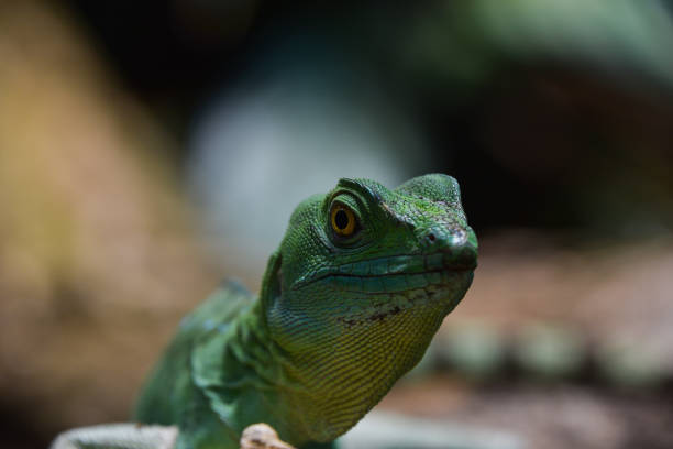 istock Close up portrait of green lizard 1280708869
