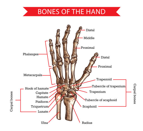 ilustraciones, imágenes clip art, dibujos animados e iconos de stock de huesos de manos y muñecas, boceto vectorial de anatomía humana - hueso de la muñeca