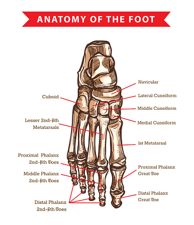 Foot List Human Foot Bones Anatomy Vector Sketch Stock Illustration - Download ...