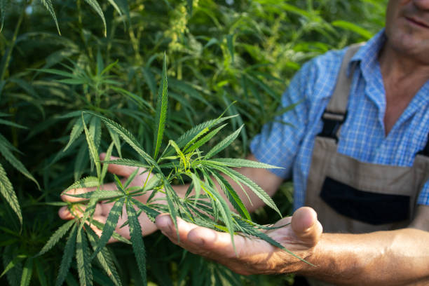 代替医療のための大麻や麻の植物を栽培しています。植物の品質をチェックする農学者の手のクローズアップビュー。 - 大麻 ストックフォトと画像