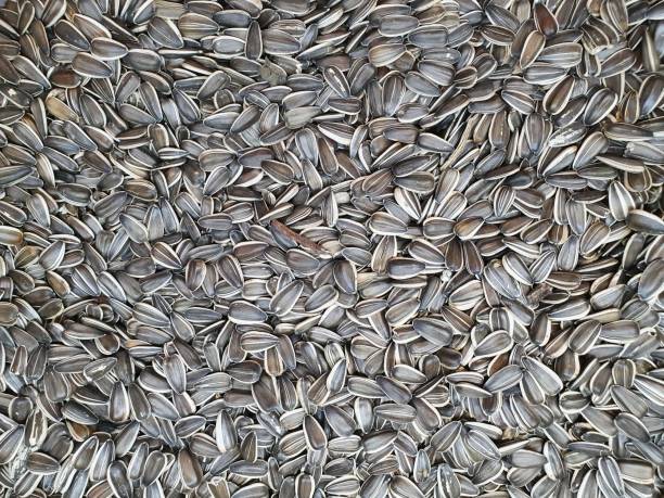 istock Lots of sunflower seeds. Grain in large quantities for human consumption. 1280709747