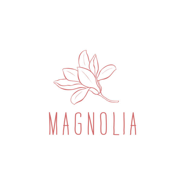 ilustraciones, imágenes clip art, dibujos animados e iconos de stock de magnolia. plantilla de logotipo vectorial - magnolia
