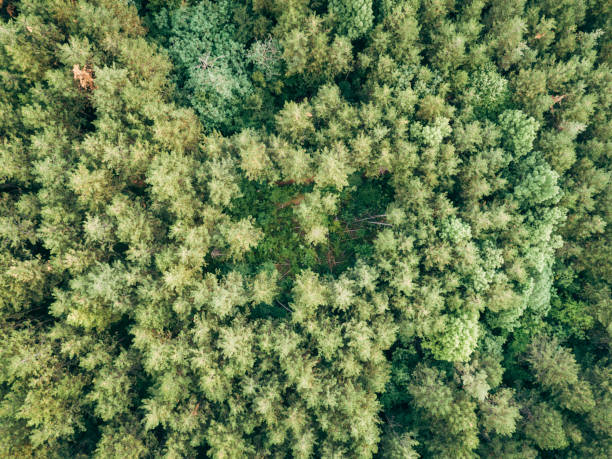 istock Aerial View of a Forest 1280710575