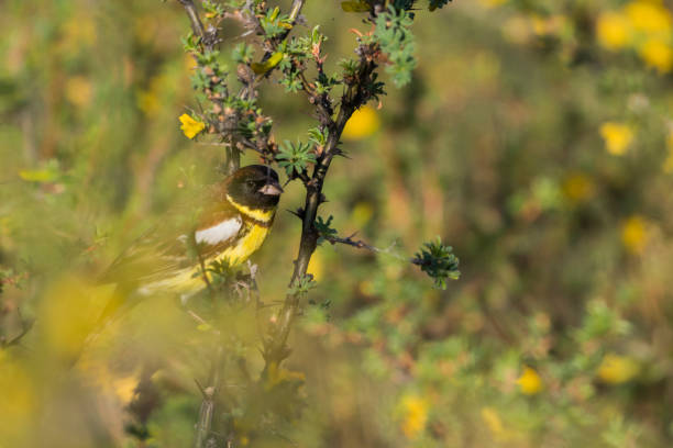 istock Yellow-breasted Bunting, Emberiza aureola aureola 1280710909