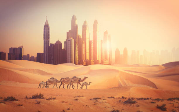 Dubai city in the desert Photomontage of Dubai city in the desert with camels camel photos stock pictures, royalty-free photos & images