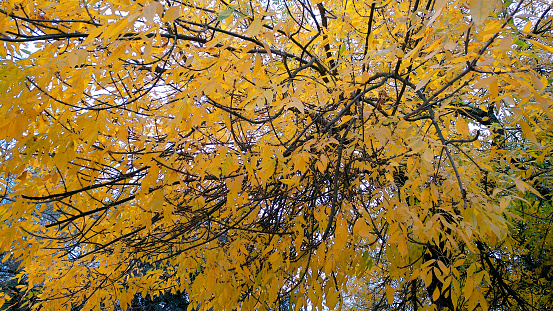 Autumn yellow tree leaves full frame. Horizontal full frame image suitable for autumn time background, copy space available. Camino de Santiago, Galicia, Spain.