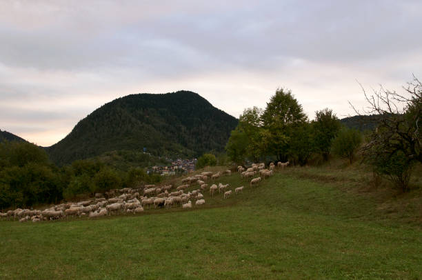istock Flock to Pieve Tesino 1280711876
