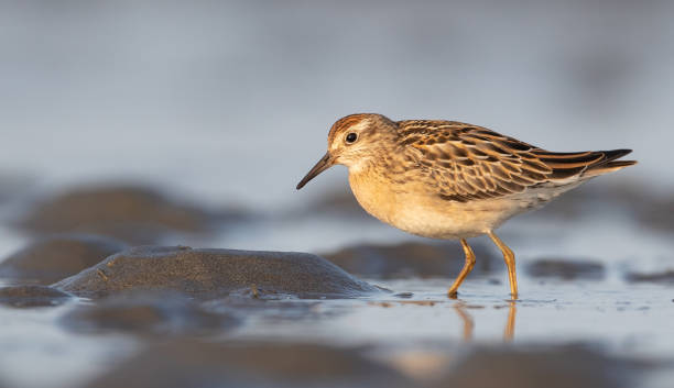 Sharp-tailed Sandpiper, Calidris acuminata Juvenile Sharp-tailed Sandpiper (Calidris acuminata) on mud flat in North America. scolopacidae stock pictures, royalty-free photos & images