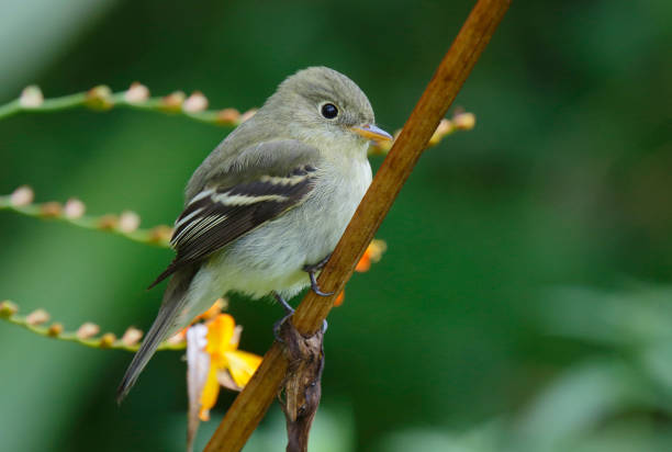 istock Yellow-bellied Flycatcher, Empidonax flaviventris 1280712292