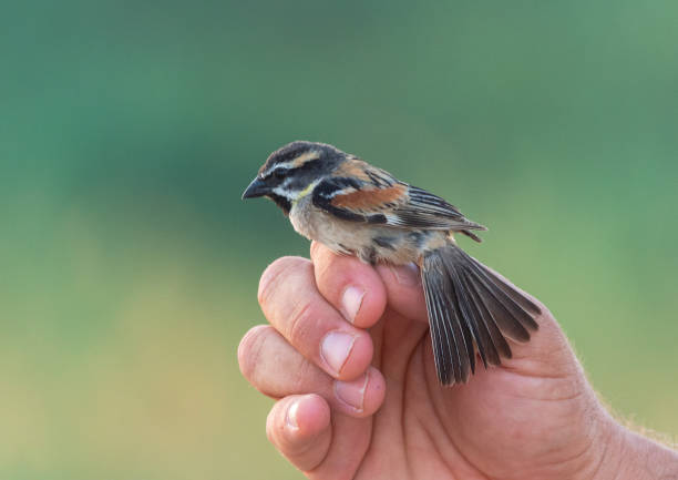 istock Male Dead Sea Sparrow (Passer moabiticus) 1280712883