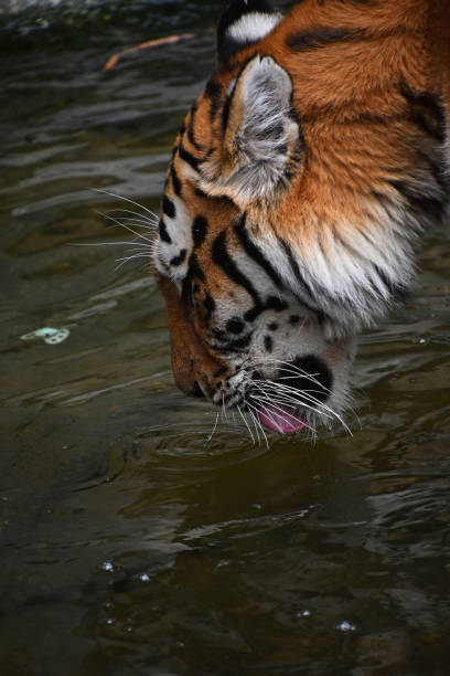 14,075 Wild Animals Drinking Water Stock Photos, Pictures & Royalty-Free  Images - iStock