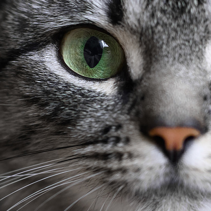 British shorthair cat portrait behind tulle