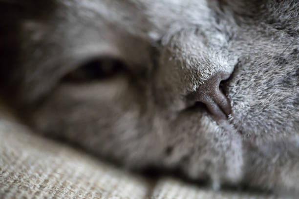 istock Grey cat nose close-up, macro photo, soft focus 1280715265
