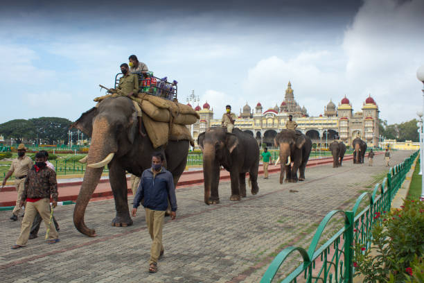 uma visão enfeitiçante dos elefantes reais voltando em direção aos estábulos após o ensaio do dia para o festival dasara a ser celebrado no palácio de ambavilas em 25 de outubro deste ano em mysuru. - architecture asia asian culture bangalore - fotografias e filmes do acervo