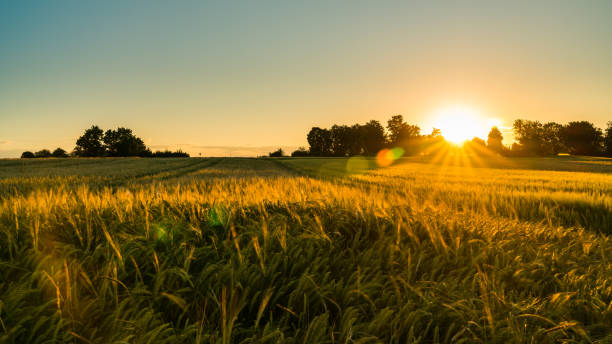ドイツ、シュトゥットガルト、夏の熟した穀物畑の自然景観の上の魔法のオレンジ色の夕日の空 - 田畑 ストックフォトと画像