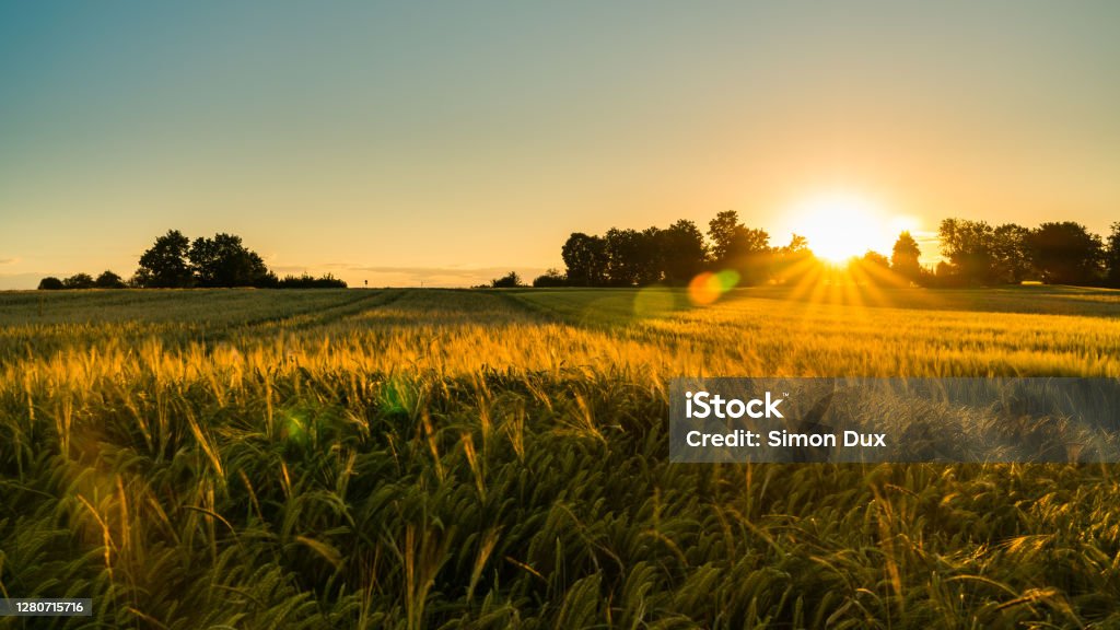 Germany, Stuttgart, Magical orange sunset sky above ripe grain field nature landscape in summer Farm Stock Photo