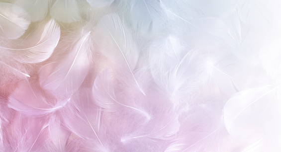randomly scattered short white curly bird feathers with pastel colouring fading to white on right side ideal for angelic messages
