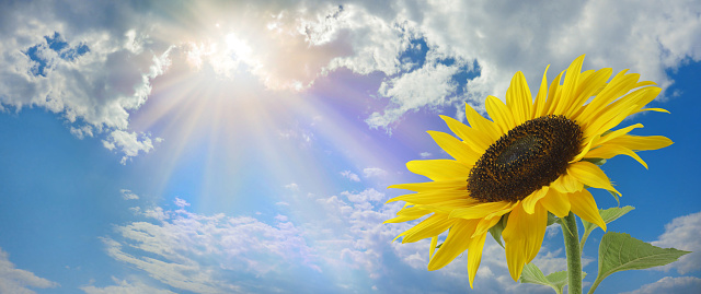 large yellow sunflower head on right with a blue sky cloudy background and sun burst above with copy space