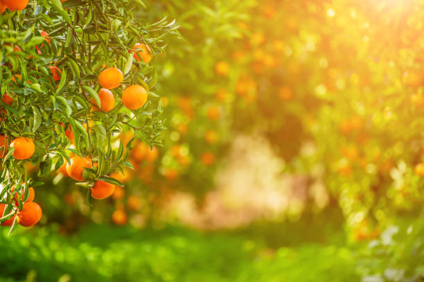 istock Tangerine sunny garden 1280718017