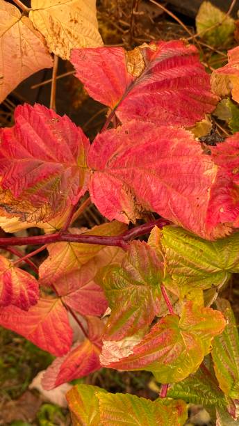 istock Image of autumn nature and plants after rain 1280720234