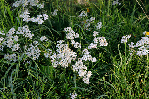 White wildflower yarrow / milfoil (Achillea millefolium) in quiet shade. Over time, yarrow has been used to make snuff. The habit of 'taking snuff' was rife in UK Victorian times, when it was an alternative way of taking tobacco. According to what you read, it may have been the leaves or the rootstock used for 'sneeze-making'.) The name milfoil (thousand leaves) is from the Latin / French.