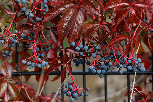 Round blue autumn berries on Virginia creeper (Parthenocissus quinquefolia), a glossy-leaved woody vine. It is invasive in some regions yet grown as an ornamental in others. Alternative names are American ivy, woodbine, and ampelopsis. The young leaves are rich in vitamin C, but this plant is quite similar to poison ivy. Advice: 'This is not a plant to taste for those who are easily confused or distracted.'