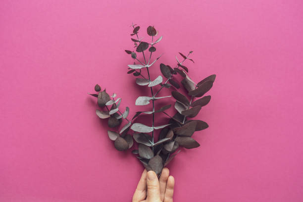 istock Female hand holds a bunch of dried eucalyptus 1280722526