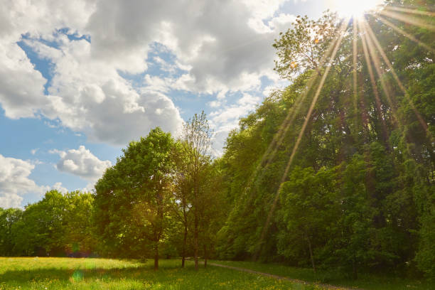 istock Sunset in the park. Romantic sunset in a green park with trees. Sun rays fall through the trees. 1280723674