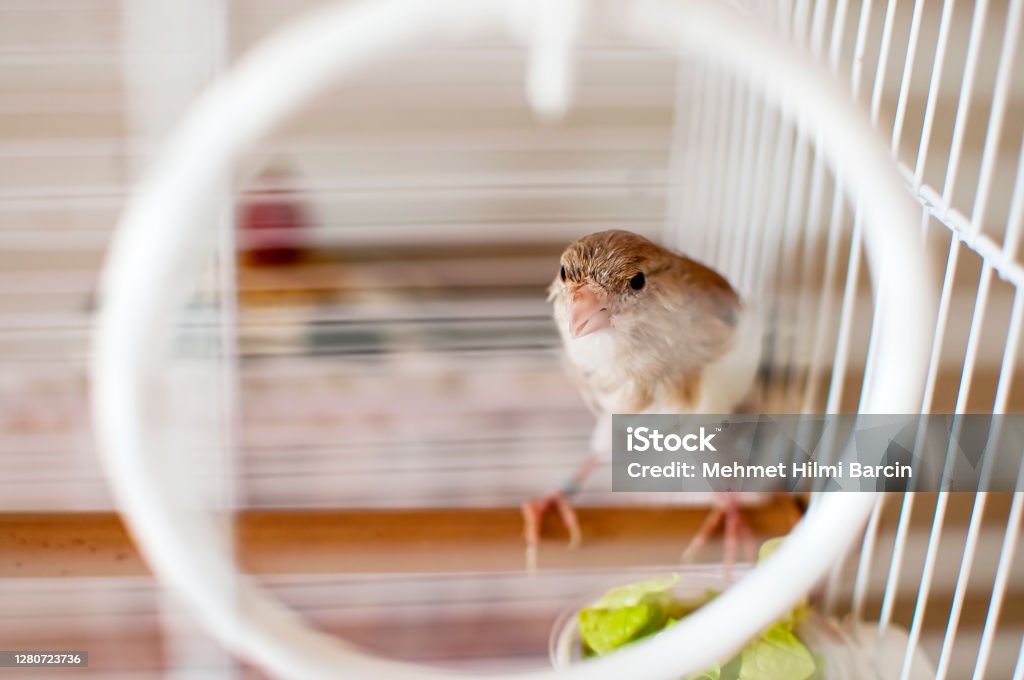 A brown canary A brown canary in in cage Animal Stock Photo