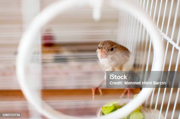 A Brown Canary Stock Photo - Download Image Now - Animal, Animal Body Part, Animal Head