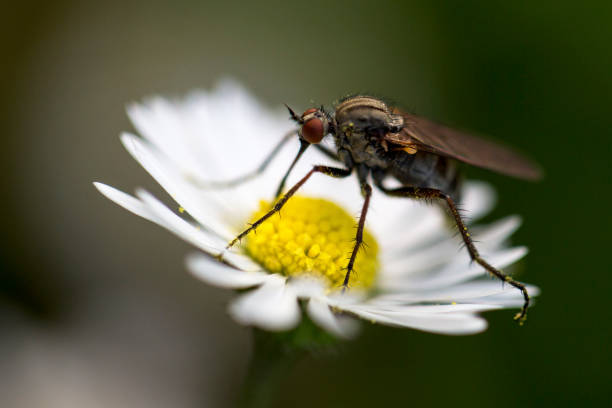 istock A insect on a daisy flower. 1280724515